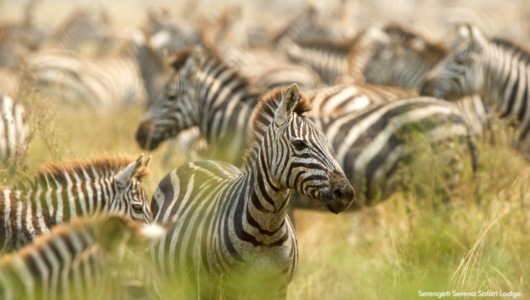 Serengeti Zebras